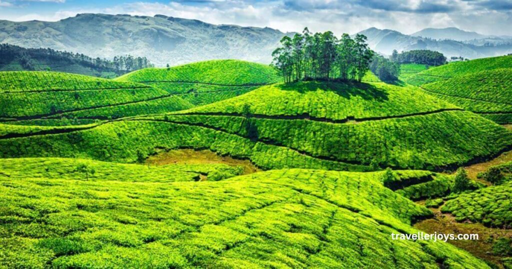 Munnar, the coldest place in South India